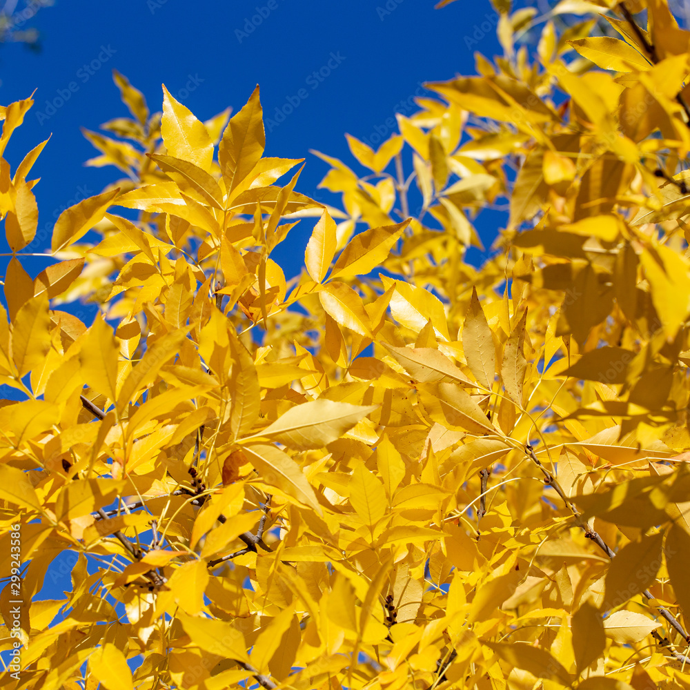 Obraz premium autumn background. yellow leaves on a background of blue sky. natural background
