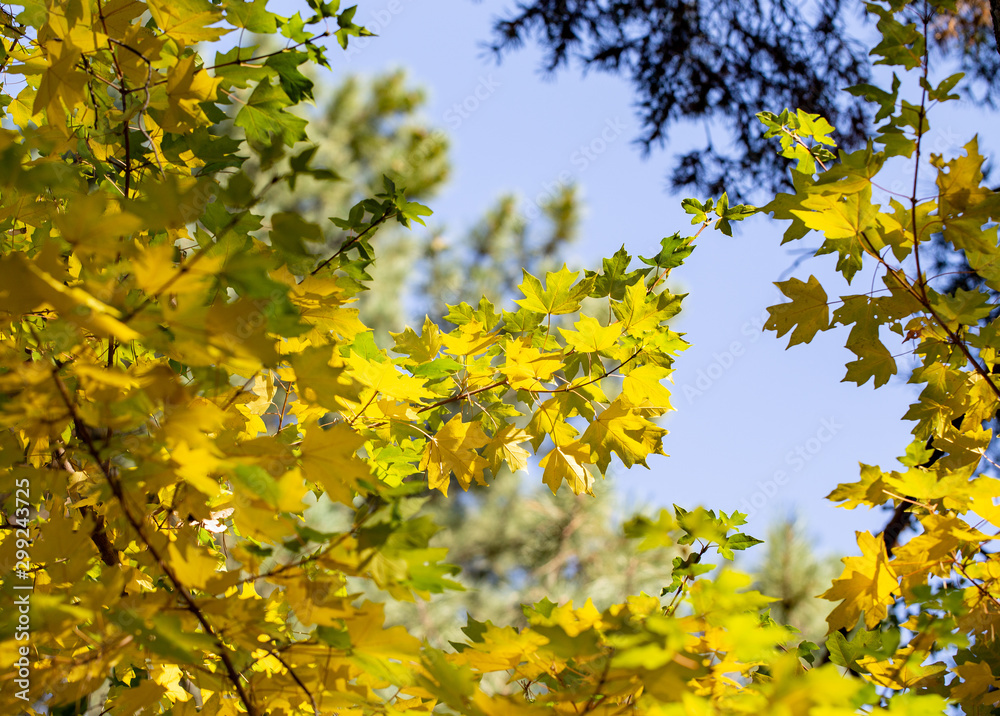 autumn background. yellow leaves on a background of blue sky. natural background autumn background. yellow leaves on a background of blue sky. natural background