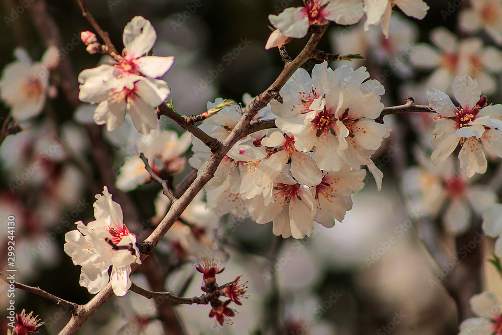 Branch of blossoming Almond tree taken in Jerusalem, Israel. Branch of blossoming Almond tree taken in Jerusalem, Israel.