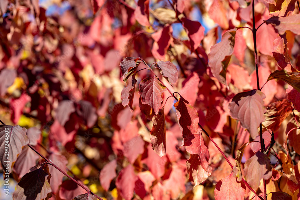 Autumn leaves are red yellow and green. Beautiful Autumn Background. Autumn leaves are red yellow and green. Beautiful Autumn Background.