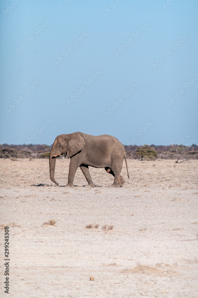 One big male African Elephant -Loxodonta Africana- walking down the plains of Etosha National Park.
