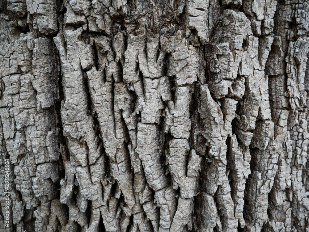 Close up of old dead tree bark for background or texture Close up of old dead tree bark for background or texture