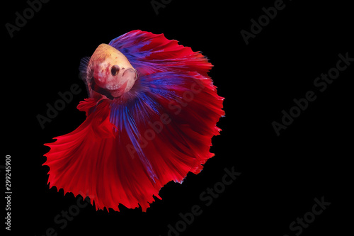 Red and blue tail  betta fish, Siamese fighting fish, betta splendens (Halfmoon betta, Pla-kad (biting fish) isolated on black background. File contains a clipping path. © Tu.kc