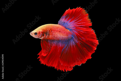Red and blue tail betta fish, Siamese fighting fish, betta splendens (Halfmoon betta, Pla-kad (biting fish) isolated on black background. File contains a clipping path.