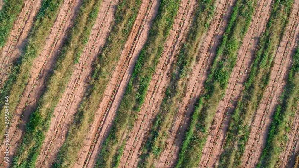 Aerial view of coffee seedlings being irrigated in the drip system Aerial view of coffee seedlings being irrigated in the drip system