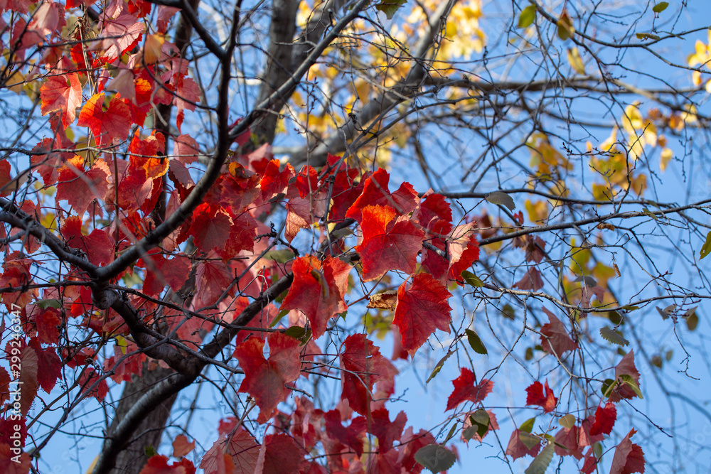 autumn background. yellow leaves on a background of blue sky. natural background