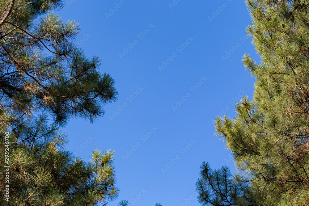 Christmas tree branches and needles on a background of blue sky. Christmas tree branches and needles on a background of blue sky.