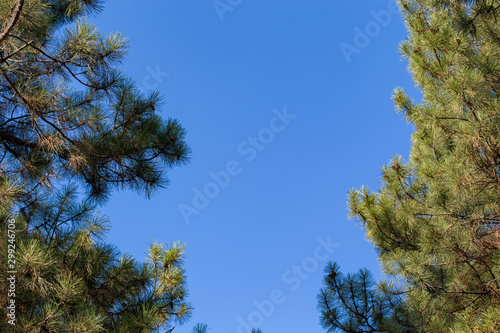 Christmas tree branches and needles on a background of blue sky.