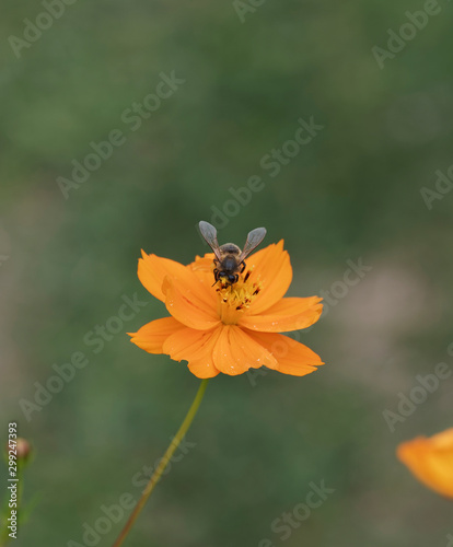 (Apis mellifera) Honey bee extracting and collecting nectar from a orange cosmos © Marc