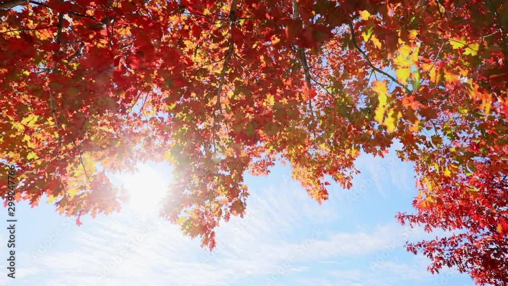 Multi colored tree leaves in autumn on sunny sky, fall colors in sunlight, high dynamic range video capture hdr Multi colored tree leaves in autumn on sunny sky, fall colors in sunlight, high dynamic range video capture hdr
