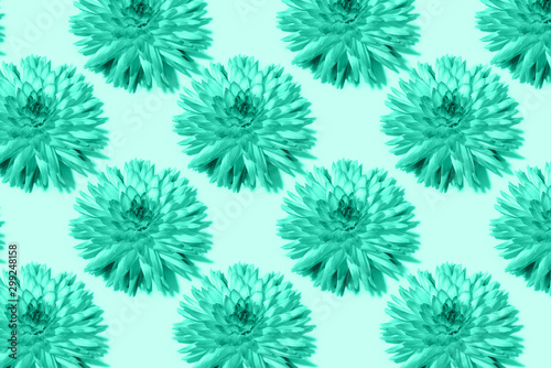 Floral pattern. Top view. Floral texture. Flat lay with mint dahlia flowers on turquoise background. Greeting card. Trendy green and turquoise color.