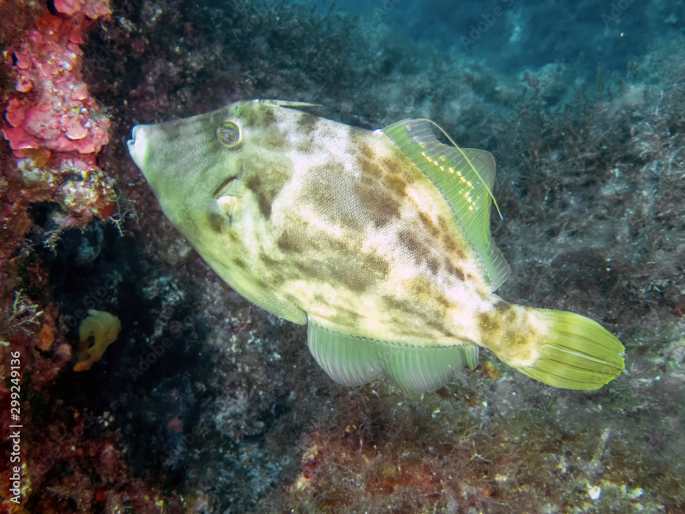 A Reticulated Filefish (Stephanolepis diaspros) in the Mediterranean Sea A Reticulated Filefish (Stephanolepis diaspros) in the Mediterranean Sea