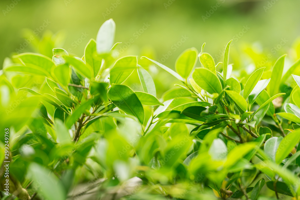 fresh green leaf nature background fresh green leaf nature background