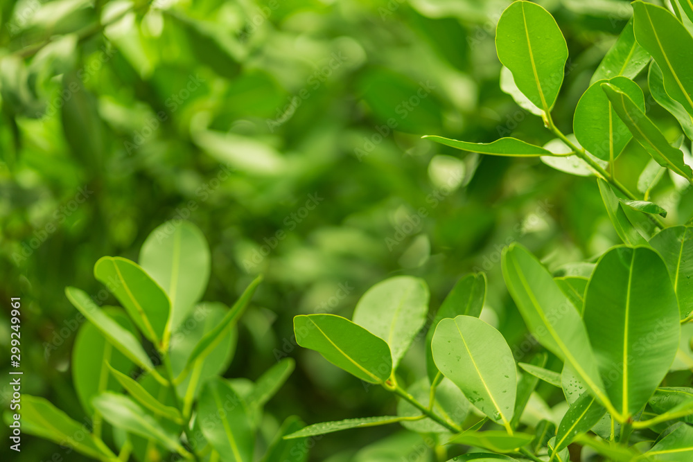 fresh green leaf nature background fresh green leaf nature background