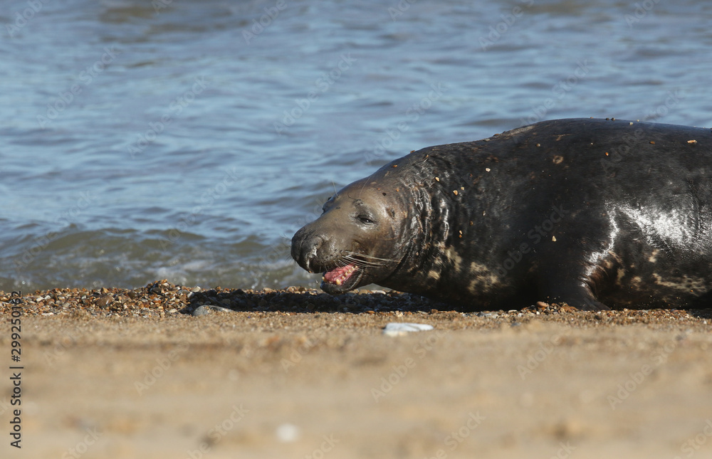 Obraz premium A head shot of a large bull Grey Seal, Halichoerus grypus, coming out of the sea with its mouth open show its teeth. It is chasing off another bull Seal near its females, during breeding season.