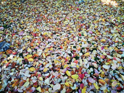 Herbst - buntes Laub