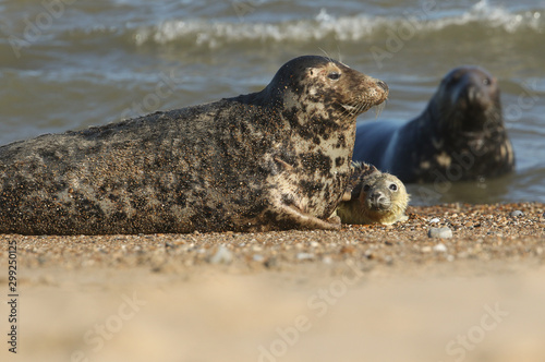 A cute newly born Grey Seal pup, Halichoerus grypus, lying on the beach near its resting mother.