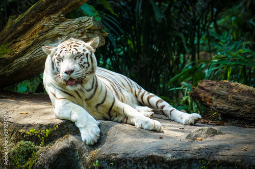 ジャングルに佇むホワイトタイガー