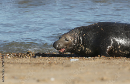A head shot of a large bull Grey Seal, Halichoerus grypus, coming out of the sea with its mouth open show its teeth. It is chasing off another bull Seal near its females, during breeding season.