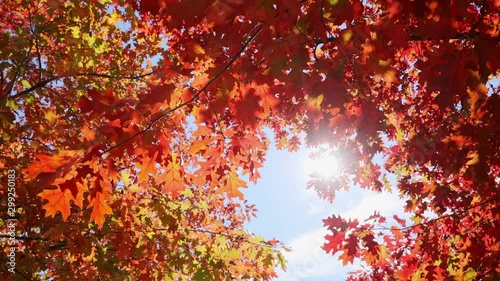 Multi colored tree leaves in autumn on sunny sky, fall colors in sunlight, high dynamic range video capture hdr photo