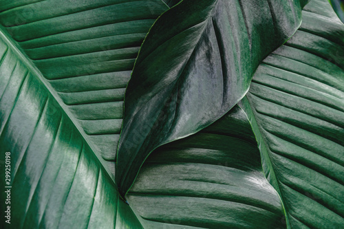 tropical leaves  dark green foliage  abstract nature background 