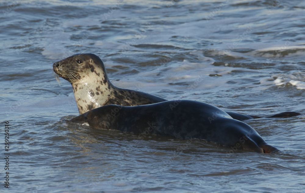 Fototapeta premium Two amusing Grey Seals, Halichoerus grypus, play fighting in the sea during breeding season.