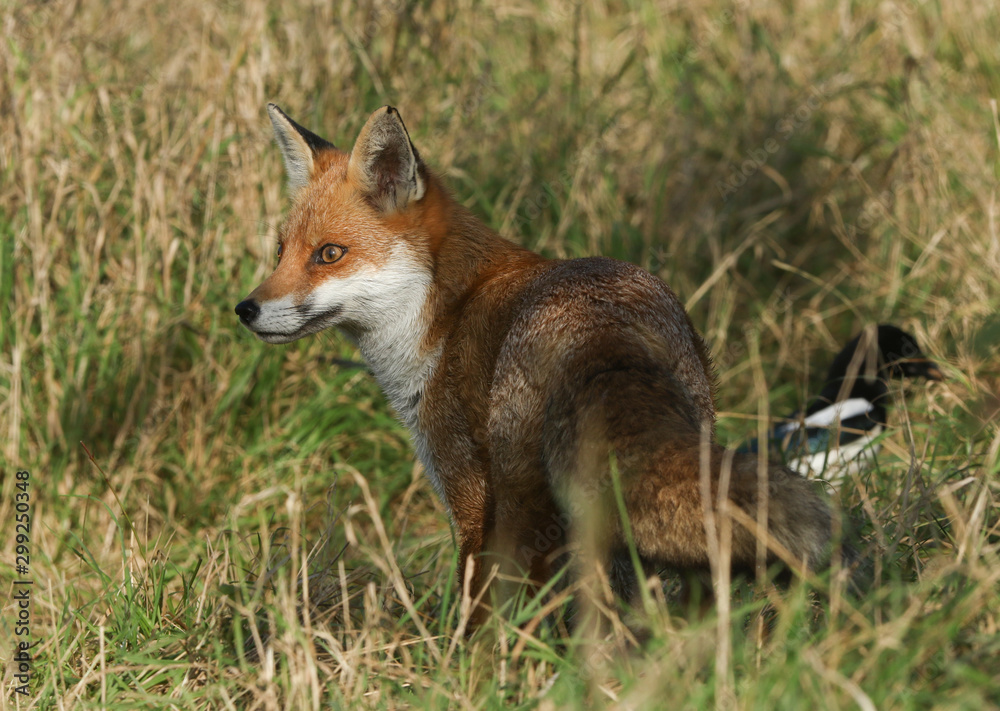 A magnificentl wild Red Fox, Vulpes vulpes, hunting for food in the long grass.