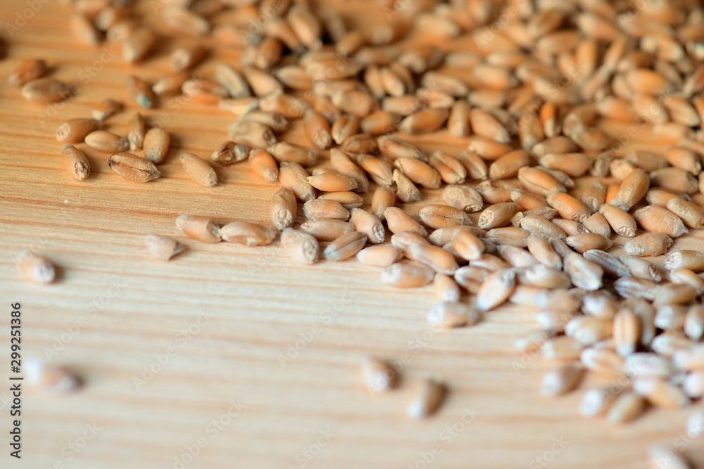 Wheat grains scattered on a wooden surface close-up. Toned background Wheat grains scattered on a wooden surface close-up. Toned background
