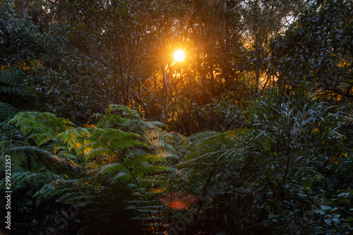 sunrise in the forest © Callum