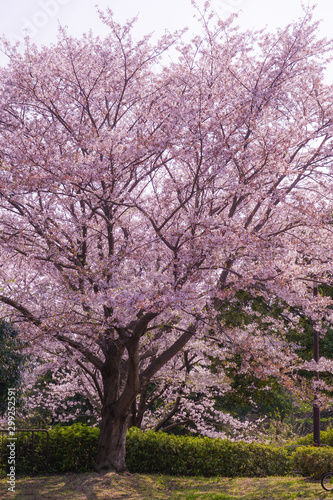 本牧山頂公園の満開の桜（横浜市）