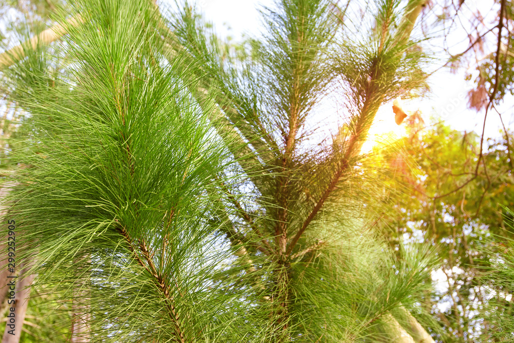 Close up pine needles tree Close up pine needles tree