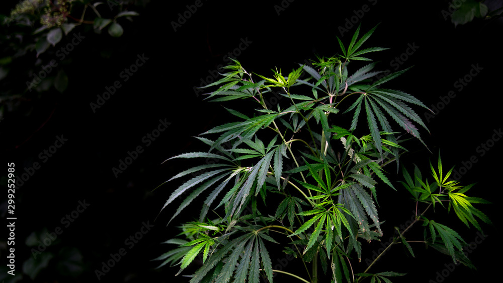 Open sheet of cannabis on a black background.Openwork sheet of hemp.Medicinal herb of the southern region.Light draws the texture of the sheet.Openwork, large, spicy leaf.Hemp thickets. Open sheet of cannabis on a black background.Openwork sheet of hemp.Medicinal herb of the southern region.Light draws the texture of the sheet.Openwork, large, spicy leaf.Hemp thickets.