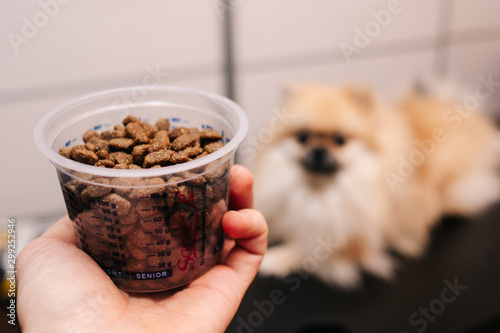 dog food in a measuring tank on the background of the dog
