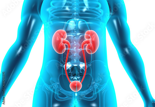 Human body with kidneys. 3d illustration . photo