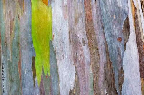 Colorful pattern of a Rainbow eucalyptus photo