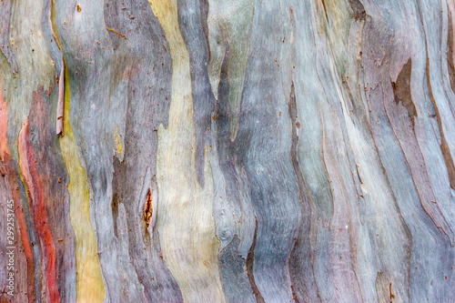 Colorful pattern of a Rainbow eucalyptus photo