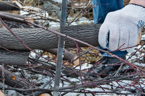 man saws a sawwood tree. man harvests firewood for a campfire photo