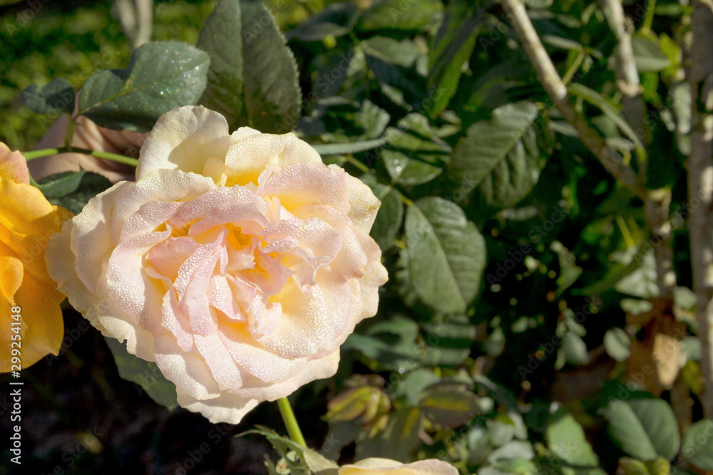 beautiful pink rose with water droplets in garden beautiful pink rose with water droplets in garden