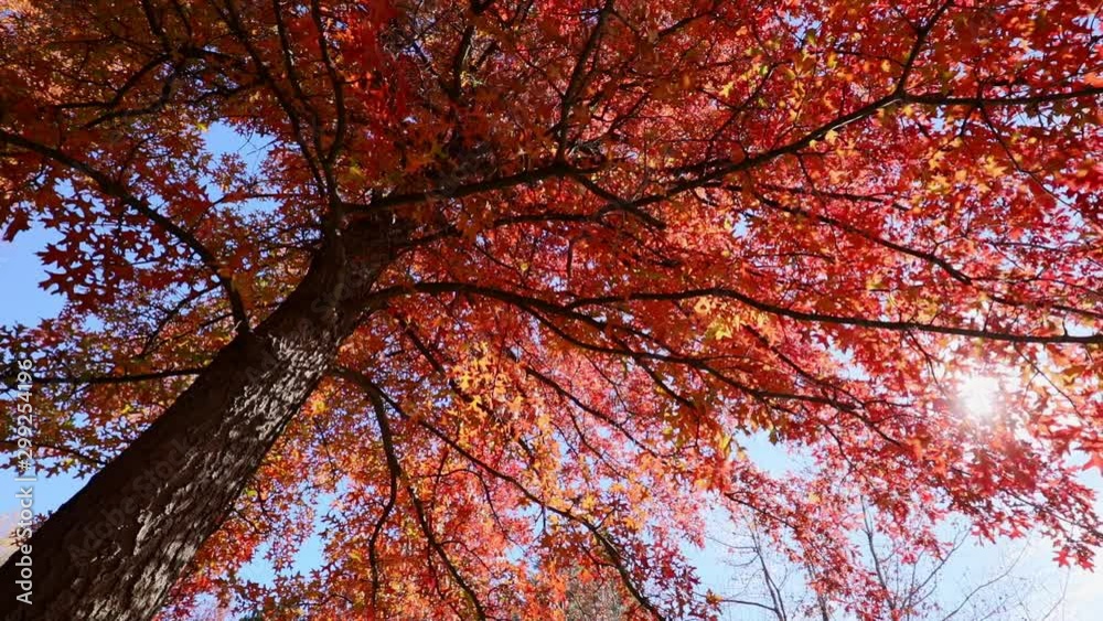 Multi colored tree leaves in autumn on sunny sky, fall colors in sunlight, high dynamic range video capture hdr