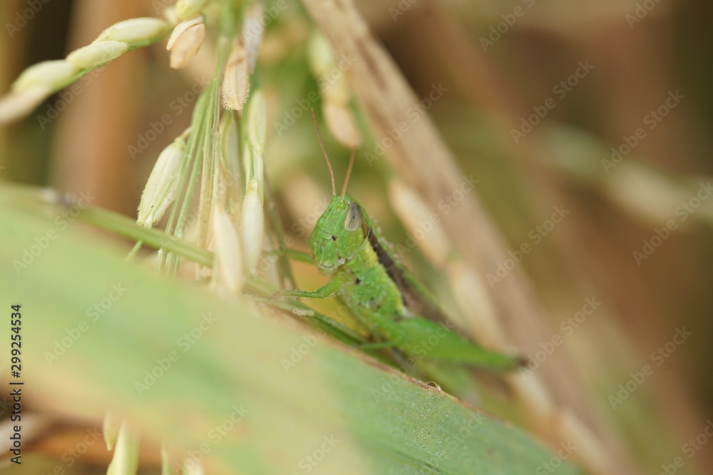 Macro photo of insects and bugs in the green leaf. Macro bugs and insects world. Nature in spring concept. Macro photo of insects and bugs in the green leaf. Macro bugs and insects world. Nature in spring concept.