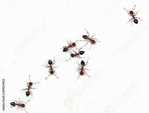 small black ants on a white wall