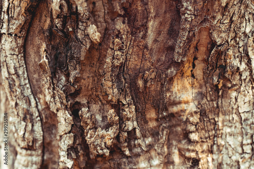 Old tree trunk background © Anna Om
