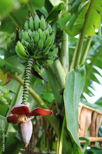Banana flower in the left side of the picture