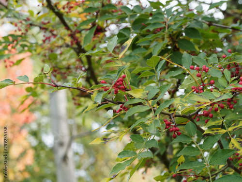 Foto Poivrier de Sichuan |  Poivre de Sichuan | Zanthoxylum bungeanum