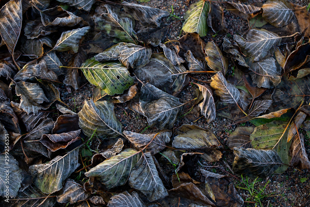 Background of autumn leaves in the frost to october or november Background of autumn leaves in the frost to october or november
