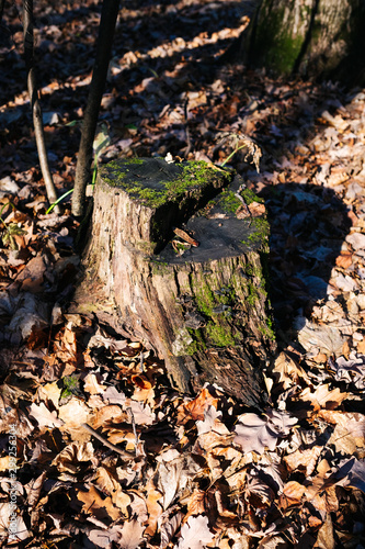 stump in the forest top view