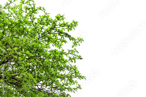 Green Sea Amond Leaves with Tree Branch Isolated on white background