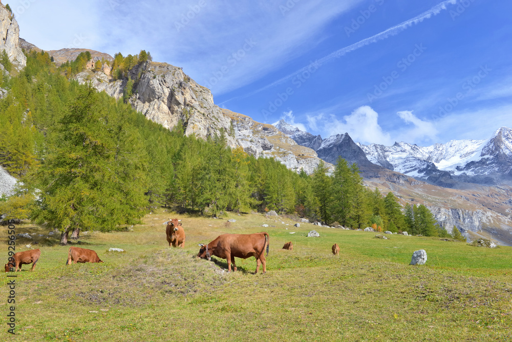 brown cows in pasture with snow peak mountain background