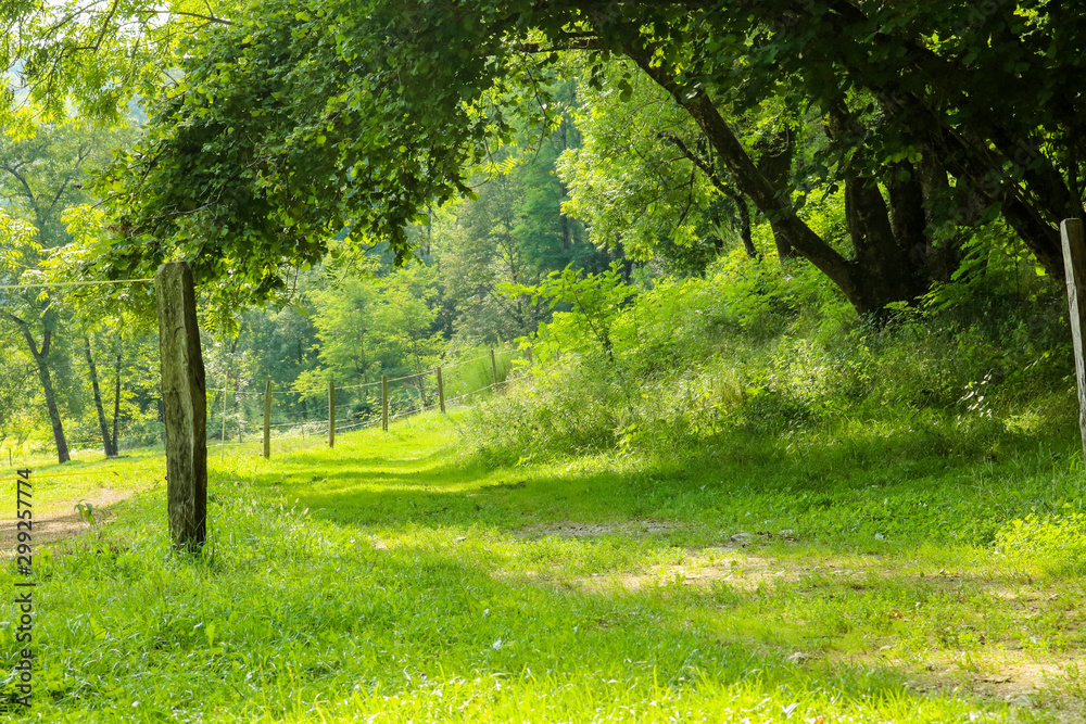 Prato verde sul sentiero delle meraviglie, Canton Ticino Prato verde sul sentiero delle meraviglie, Canton Ticino