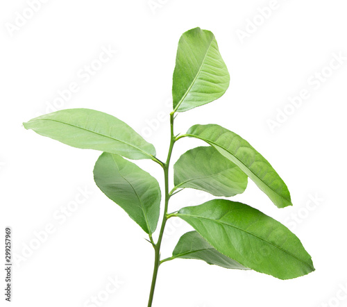 branch with lemon leaves on a white background